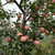 右九红富士苹果 国家地标产品 新鲜水果 脆爽糖心苹果第4张高清大图