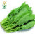顺意生 中国有机绿色食品专营 绿色有机蔬菜新鲜现采摘 菠菜 500g第2张高清大图