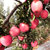 希礼盛 山西隰县高原红红富士苹果甘甜多汁5斤装包邮(5斤装)第4张高清大图