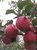 四川大凉山 高山丑苹果 盐源苹果 红富士 单果190g以上 净重5斤大果 生鲜 新鲜水果(5斤)第4张高清大图