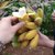 新鲜大蕉/芭蕉 新鲜水果产地直发广东农家特产非粉蕉banana*10(110斤)第4张高清大图