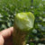 安普奥海阳白玉黄瓜水果黄瓜2.4公斤20根左右装找到自然童年的味道记忆特色海阳白黄瓜第4张高清大图