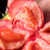 普罗旺斯沙瓤西红柿 露天西红柿 自然熟水果番茄生吃(沙瓤西红柿5斤大果（120克 ）)第2张高清大图