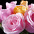 花港码头 鲜花超市 单枝玫瑰 选用云南A级鲜花花材 满59元包邮(粉佳人粉色)第4张高清大图