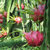 越南白心火龙果3斤装大果新鲜水果包邮应季热带水果(3斤大果)第9张高清大图