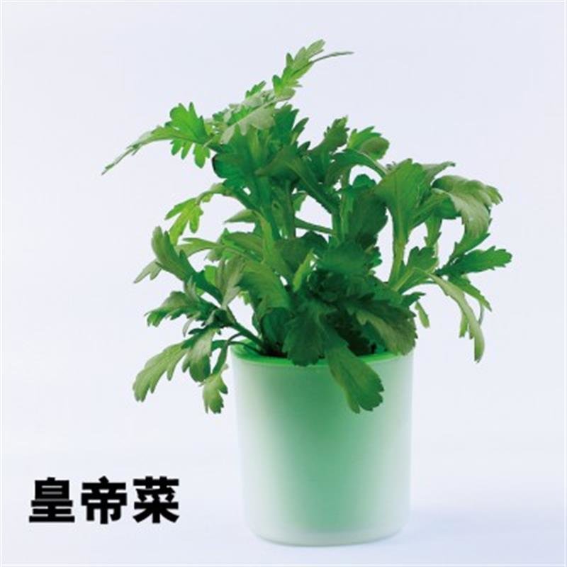 活性炭有氧植栽绿色植物小盆栽晴思草