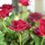 【鲜花猫】多头玫瑰鲜花速递昆明产地直发(紫罗兰多头玫瑰 8-10支)第4张高清大图