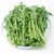 【顺丰】新鲜芝麻菜 火箭菜 西餐蔬菜 沙拉菜 生菜(250g)第4张高清大图
