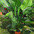 天堂鸟盆栽室内大型绿色植物鹤望兰北欧客厅净化空气吸甲醛防辐射(天堂鸟 散尾（1.5-2米）)第5张高清大图