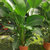 天堂鸟盆栽室内大型绿色植物鹤望兰北欧客厅净化空气吸甲醛防辐射(天堂鸟 散尾（1-1.5米）)第5张高清大图