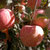 新疆冰糖心苹果 净重8斤 阿克苏新鲜水果 礼盒装 送礼佳品 果径80~90mm(自定义 自定义)第4张高清大图