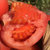 四川攀枝花沙瓤西红柿 番茄 2.5kg装 产地直发 新鲜采摘第5张高清大图