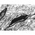 瓦里安雷AD-2167男士户外滑雪羽绒服（白色/黑色）（46码）第10张高清大图