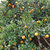 江西赣南脐橙特级精品大果 整箱2个装(绿色食品 水果)第5张高清大图