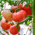 普罗旺斯沙瓤西红柿 露天西红柿 自然熟水果番茄生吃(沙瓤西红柿5斤大果（120克 ）)第6张高清大图