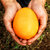 【果耶】四川月亮岛脐橙 5斤 现摘鲜橙子 新鲜水果(中果65-75mm)第5张高清大图