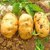 内蒙古土豆新鲜黄心沙面大土豆高山洋芋10斤包邮农家自种马铃薯(5斤)第5张高清大图