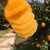 【3元一斤】江西赣南脐橙福利装应季水果橙子整箱批发(5斤装)第2张高清大图