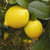 新鲜水果四川安岳柠檬5斤装 大果90-120g 新鲜水果第2张高清大图