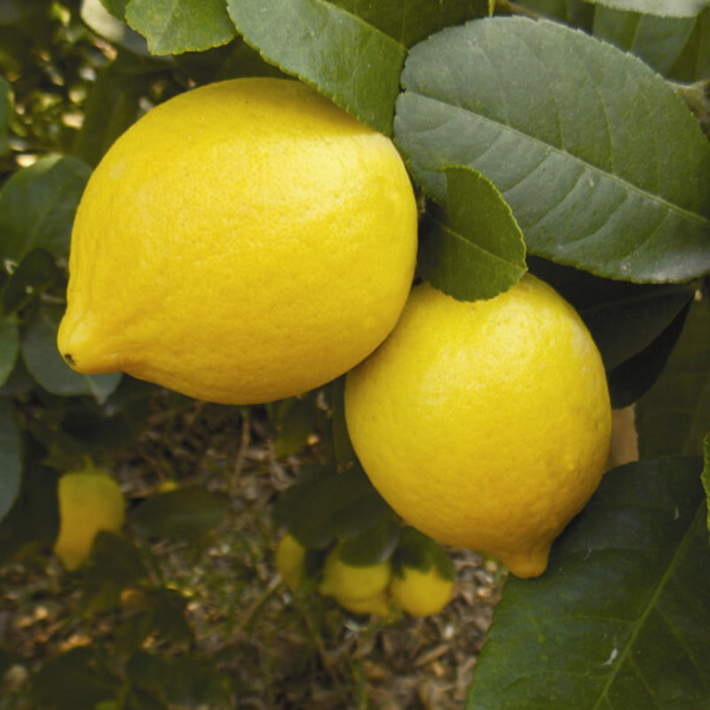 四川安岳黄柠檬1斤装单果7090g新鲜水果