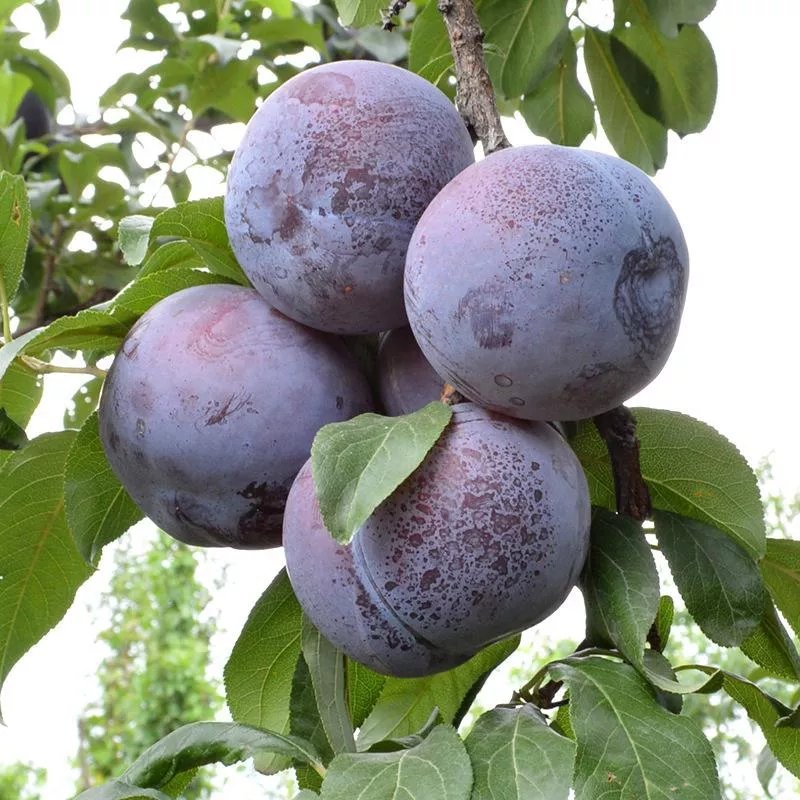 陕西优质黑布林5斤装 大果包邮现摘现发