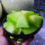 海南玉菇甜瓜新鲜水果应当季玉姑哈蜜香瓜羊角蜜整箱包邮(玉菇带箱4-5斤)第3张高清大图