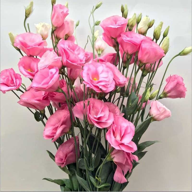 鲜花猫洋桔梗鲜花速递每周一花昆明产地直发随机色1520个花头