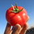 【产地直发】甘肃沙漠自然熟沙瓤新鲜西红柿普罗旺斯番茄水果生吃(【特惠】5斤装（小果）)第5张高清大图