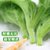 【顺丰】新鲜生吃食冰草冰菜 沙拉蔬菜生菜西餐食材水晶菜(1000g)第2张高清大图