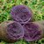【农家露天种植黑土豆】新鲜黑土豆紫色土豆 3斤包邮 约9-15个 现挖再发 非转基因蔬菜第2张高清大图
