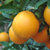 赣南脐橙【10斤包邮】特大果95#以上新鲜水果橙子香甜多汁孕妇水果(特大果10斤)第5张高清大图