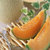【罗花岭-产地直供】西州蜜25号甜蜜网纹瓜(1个装 水果)第2张高清大图