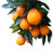 【罗花岭-产地直供】三峡伦晚脐橙(5斤)第5张高清大图