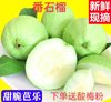 广东特产番石榴红心白芯芭乐新鲜应季水果热带番石榴批发