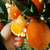 深山农特 纽贺尔脐橙 纽贺尔非17.5度脆甜橙 （坏果包赔）(大果65-80)(大果)(大果)第3张高清大图