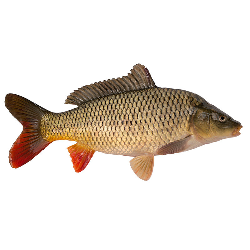 禾人新鲜鲤鱼金海湖水库鱼新鲜捕捞鲤鱼当天捕捞宰杀后净膛真空发货