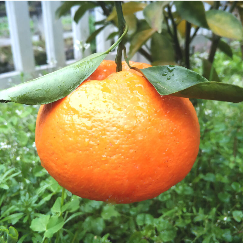 四川蒲江春见耙耙柑2510斤包邮10斤中果