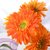 【鲜花猫】洋牡丹非洲菊太阳花鲜花速递水养鲜花昆明产地直发(橙色非洲菊8支 按链接)第4张高清大图
