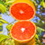 【秭归脐橙中华红-血橙】秭归脐橙 中华红血橙红橙 当季水果 红肉橙子 富含番茄红素 新鲜现摘(3斤大果)第4张高清大图