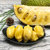 刘陶鲜果 泰国黄肉菠萝蜜10-14斤 新鲜水果第5张高清大图