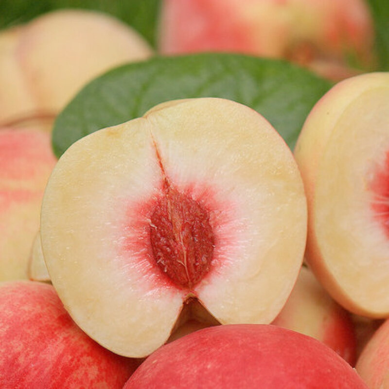 福瑞鲜金秋红蜜脆桃山东冬桃现摘现发脆软两吃甜脆桃子整箱445斤445斤