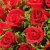 爱*鲜花速递33朵红玫瑰花束生日节日送花北京杭州广州鲜花速递(19枝)第2张高清大图