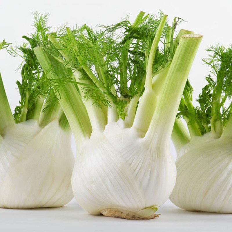 顺丰新鲜茴香头球茎茴香根茴香菜头沙拉菜可炒牛肉食用西餐香料500g