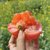 新疆沙瓤西红柿新鲜蔬果产地直发自然熟水果 4.8-5斤装(疆小柿家庭装)第2张高清大图