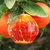 【塔罗科血橙】塔罗科血橙红肉脐橙红橙  秋冬当季新鲜橙子 补充维C(5斤大果 品质之选)第7张高清大图