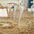 拉斐曼尼 GFT002 欧式餐桌 法式田园餐桌饭桌 小户型餐厅餐桌椅组合(一桌六椅 默认)第5张高清大图