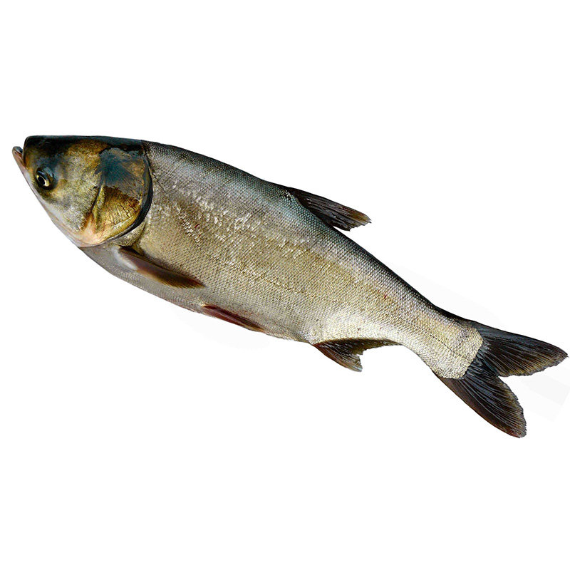 禾人 胖头鱼花鲢鱼 金海湖水库鱼 新鲜胖头鱼 宰杀后净膛真空发货