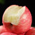 山东烟台红富士苹果 4.5-5斤  80mm-85mm 大果第3张高清大图
