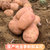 云南高山马铃薯新鲜中号红皮黄心土豆10斤 农家洋芋蔬菜(1500g)第4张高清大图