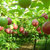广西百香果 新鲜水果 约2.5kg第5张高清大图
